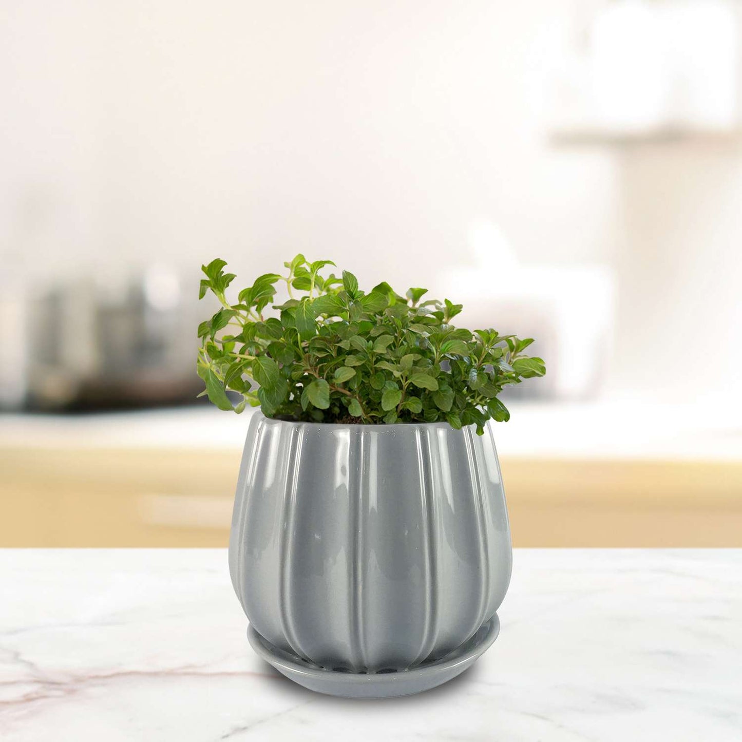 Trendspot Contour 5.5 In. H X 5.9 In. W X 5.9 In. D X 6 In. D Ceramic Planter Gray