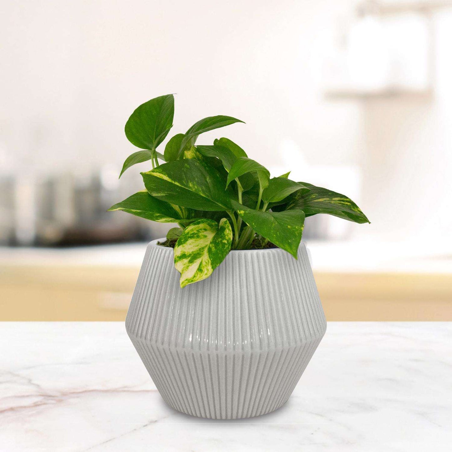 Trendspot Rena 6.5 In. H X 8 In. W X 8 In. D X 8 In. D Ceramic Planter Gray