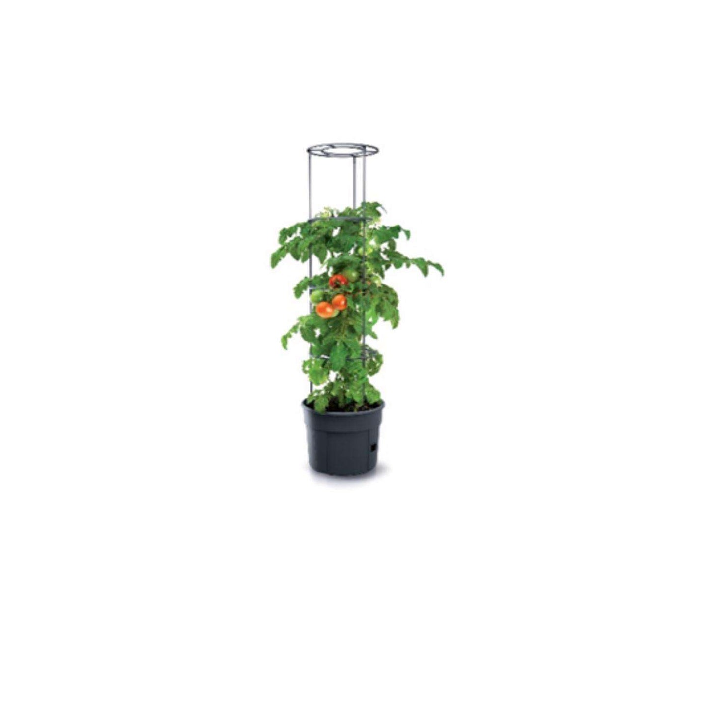 Buzzy Tomato Garden Kit 1 Pk