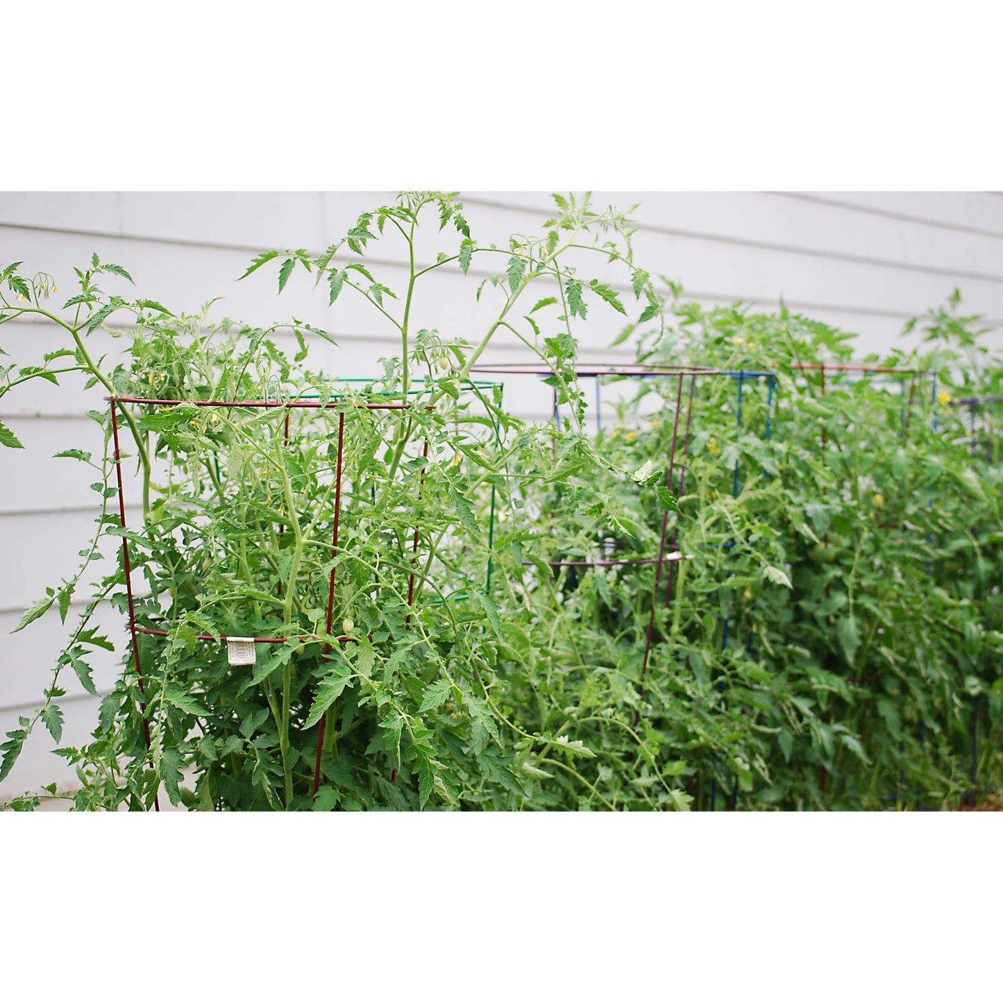 Glamos Wire 54 In. H X 16 In. W X 16 In. D Red Steel Tomato Cage