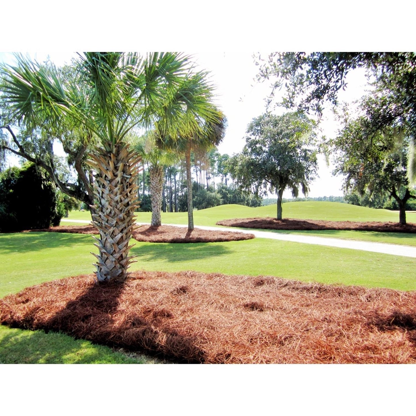 CleanStraw Natural Pine Needles Mulch 2.3 Cu Ft