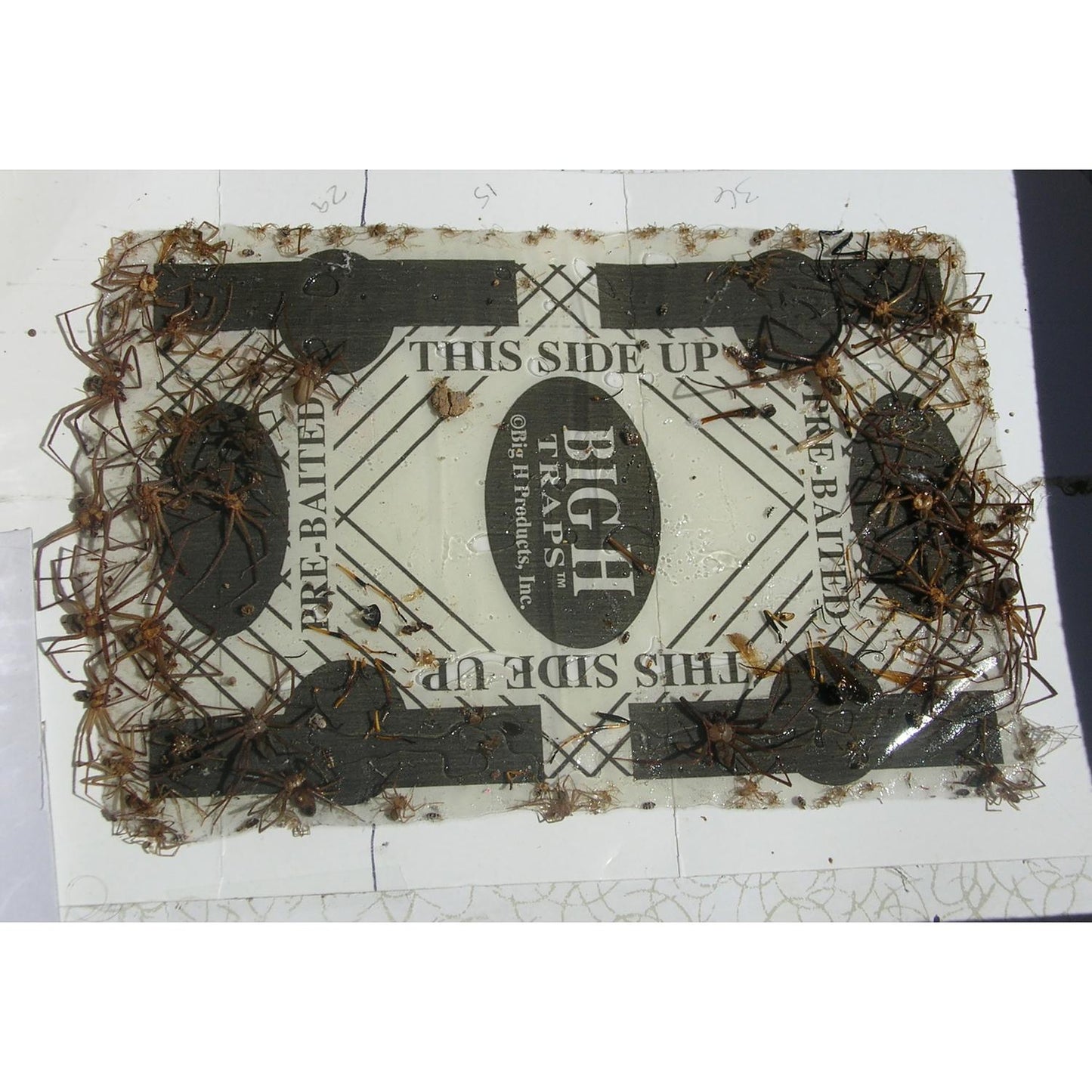 Big H Products Spider Trap 3.2 Oz