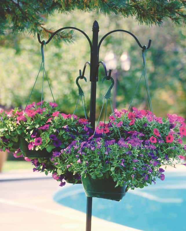 Panacea Black Wrought Iron 84 In. H 4 Way Crook W/Finial Plant Hook 1 Pk