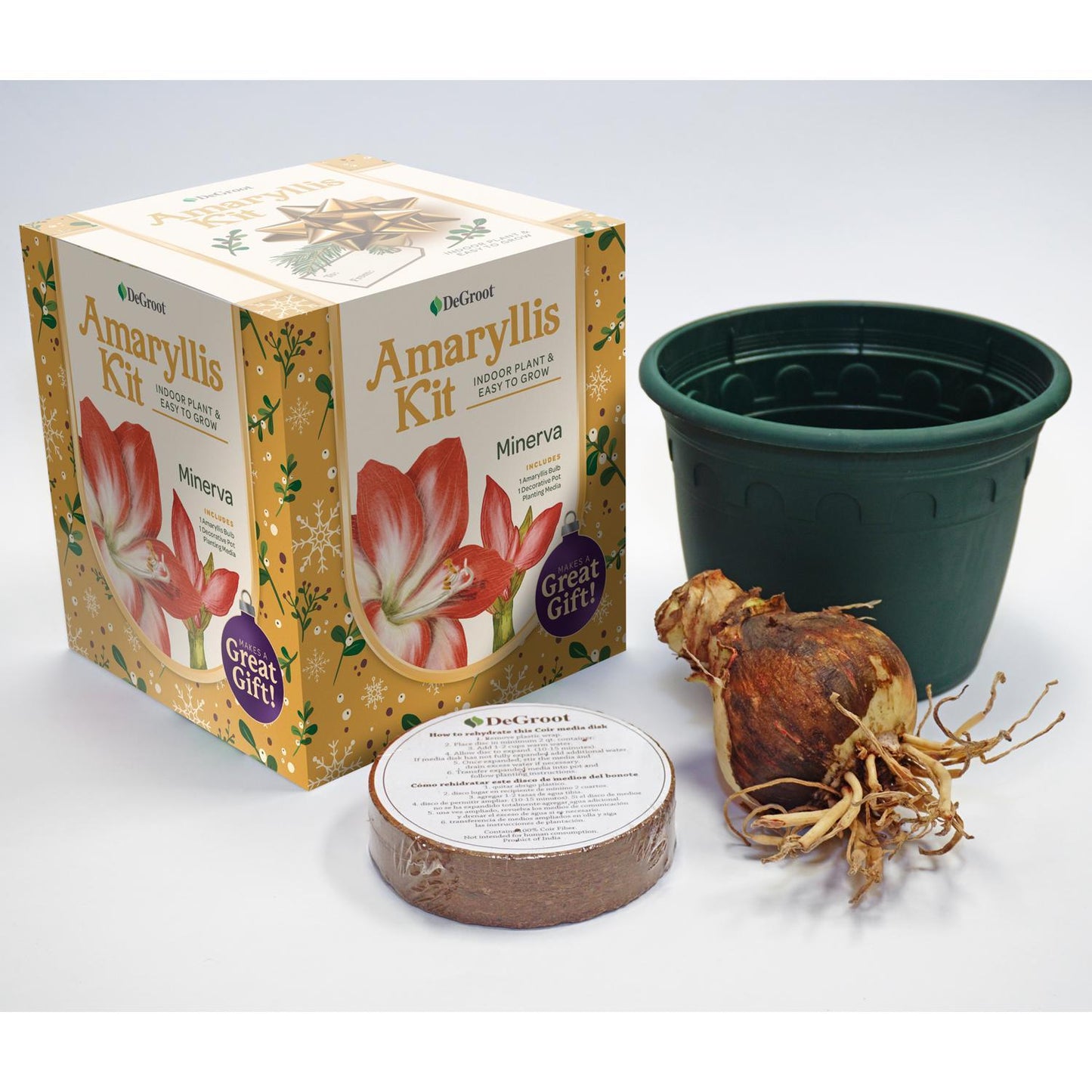 DeGroot Amaryllis Gift Box Bulb Kit 1 Pk (ASSORTED COLORS)