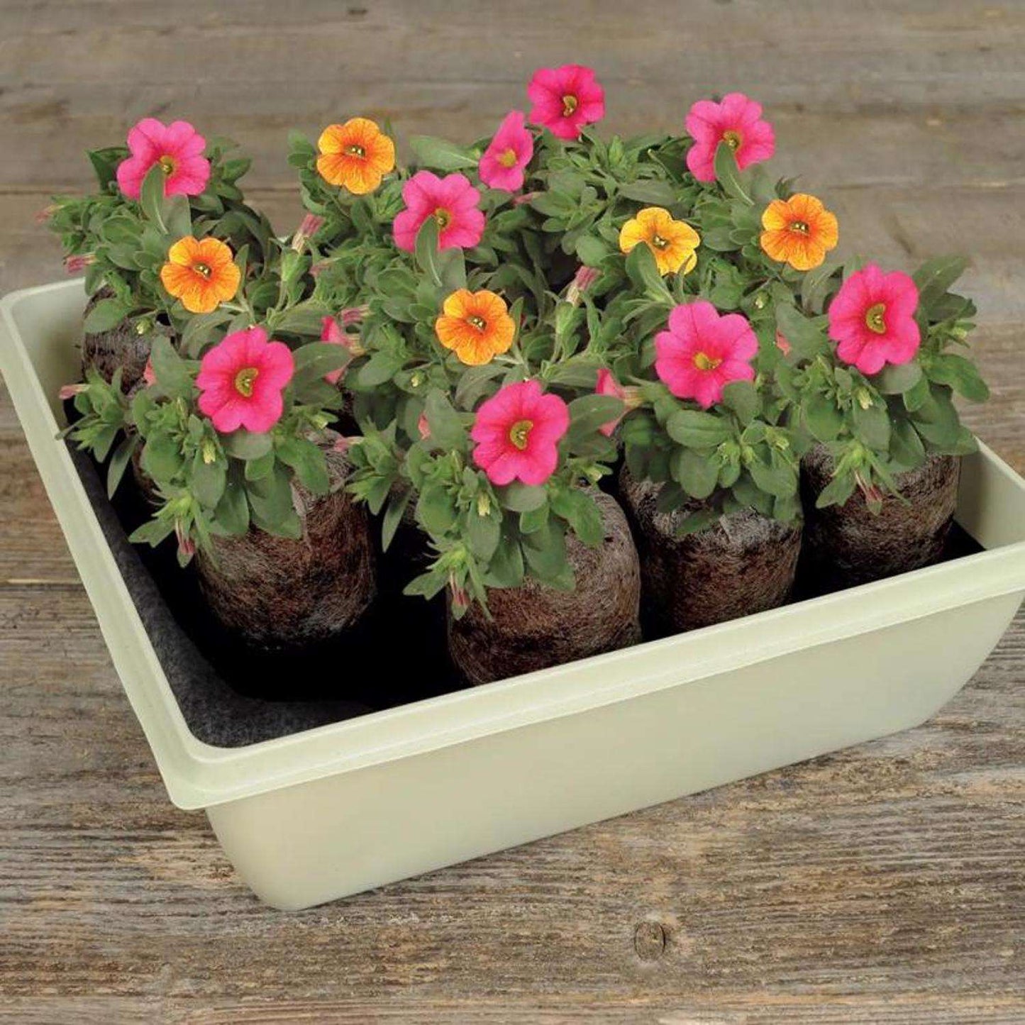 Jiffy 14 Cells 11 In. H X 11 In. W Seed Starting Kit 1 Pk