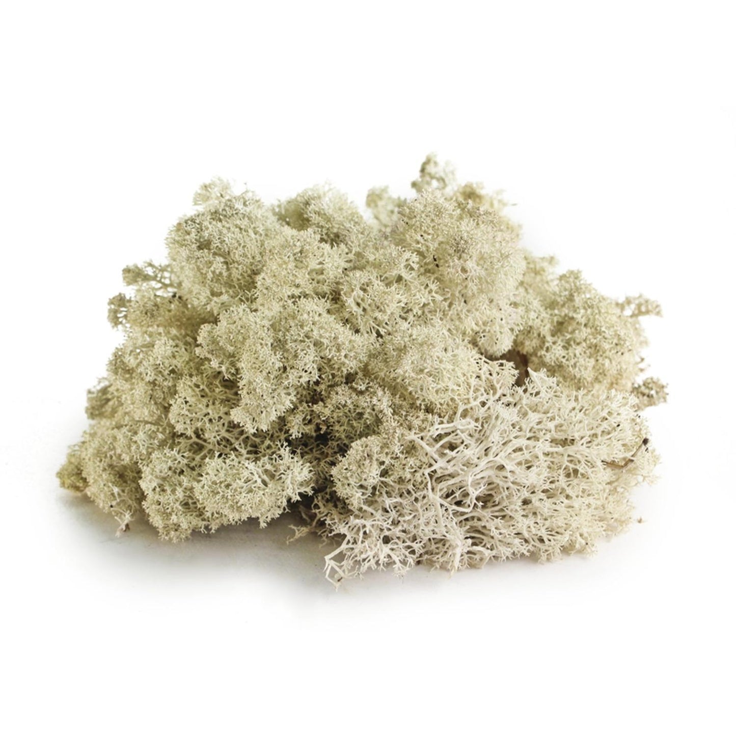 SuperMoss Natural Reindeer Moss 80.75 Cu In