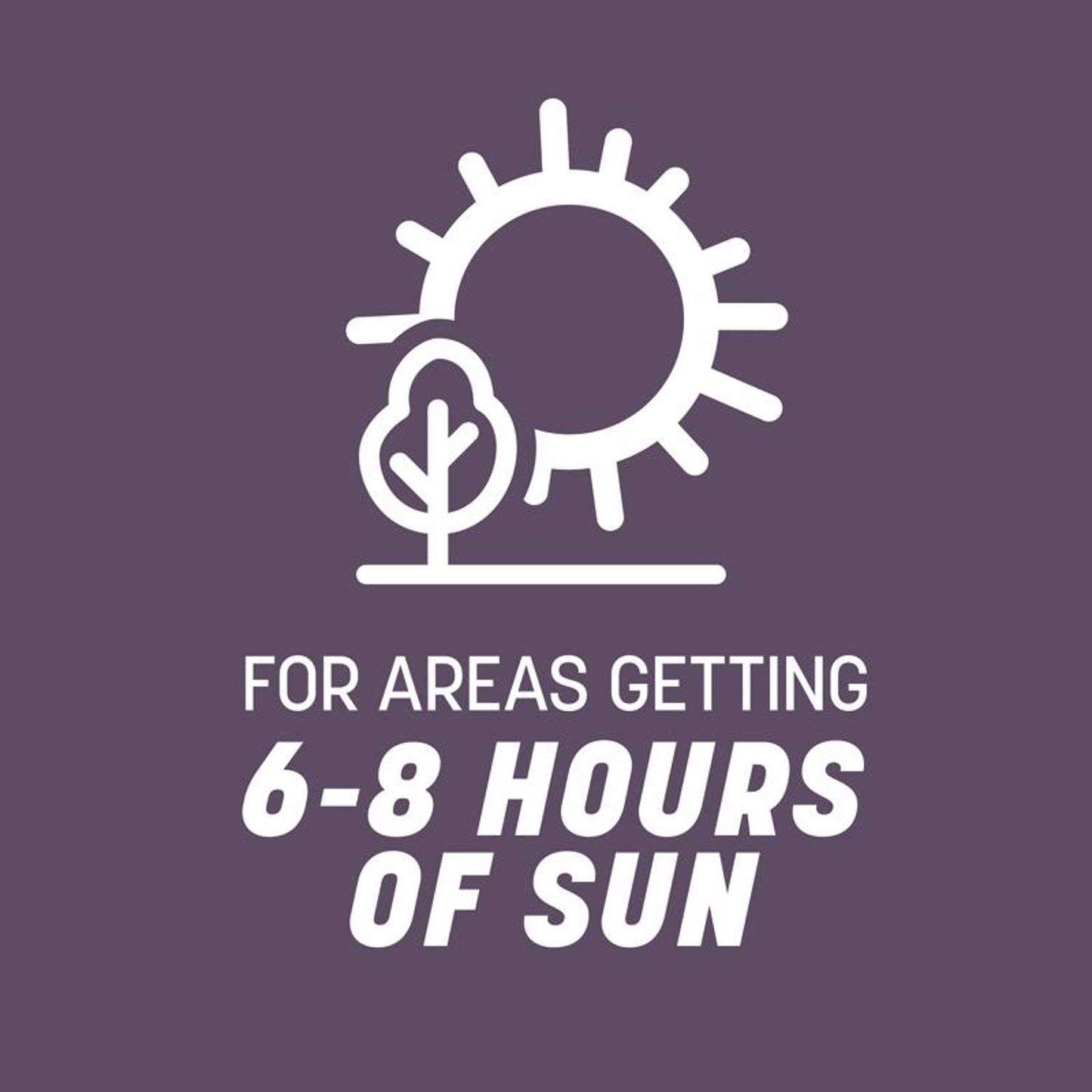 Pennington Annual Ryegrass Full Sun/Light Shade Grass Seed 50 Lb