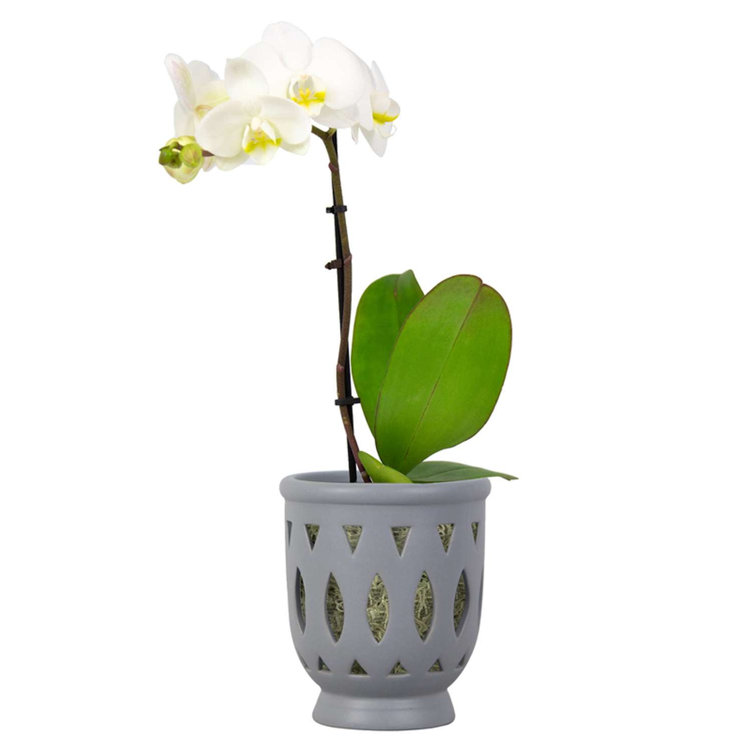  Trendspot Orchid 6.1 In. H X 5.5 In. W X 5.5 In. D X 6 In. D Ceramic Planter Gray
