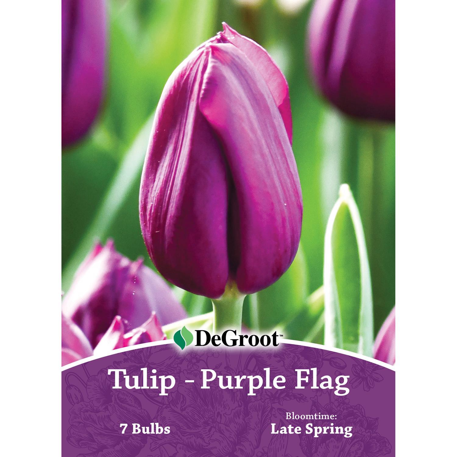  DeGroot Tulip Purple Flag Bulb 7 Pk