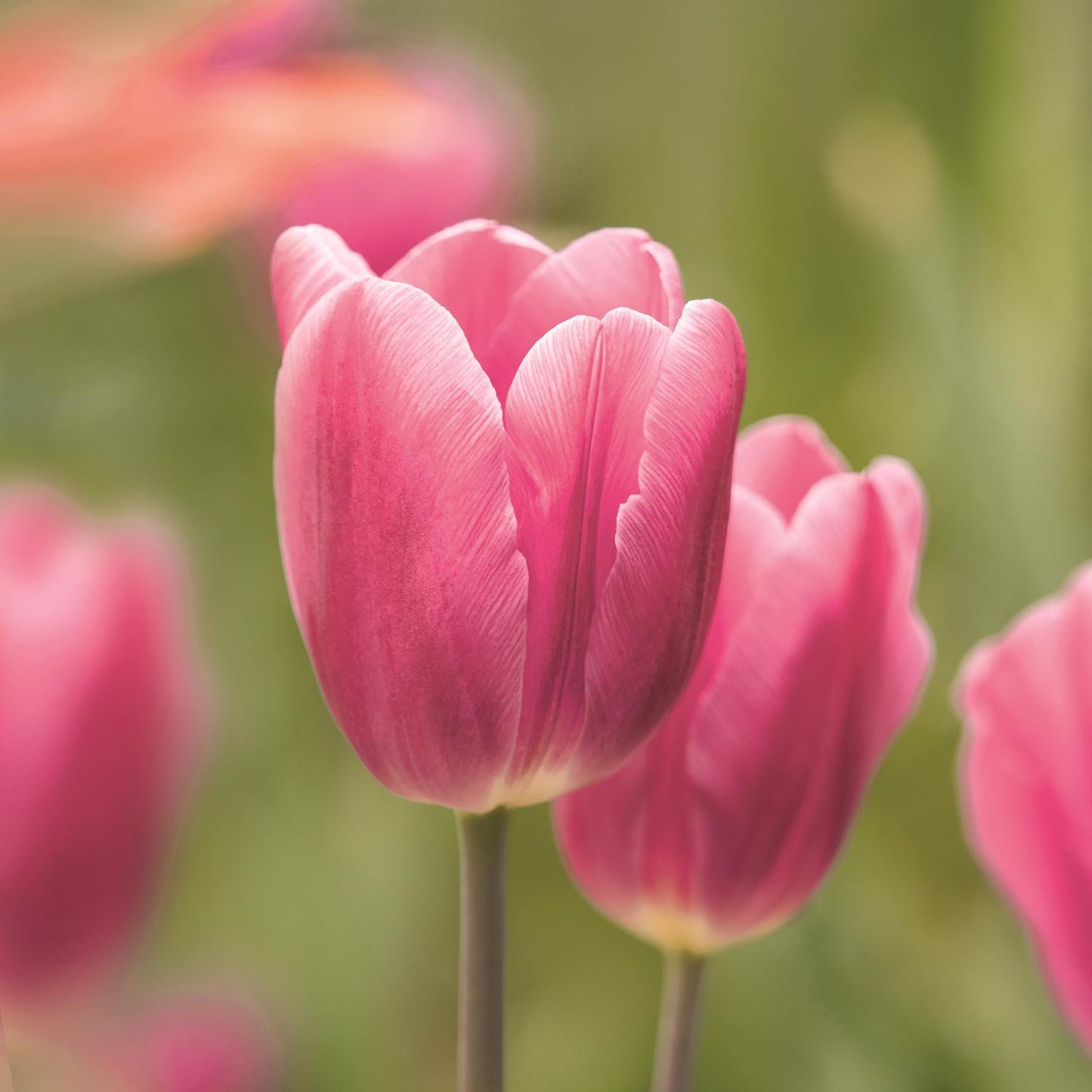  DeGroot Tulip Early Glory Bulb 7 Pk