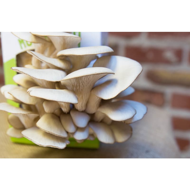  Back To The Roots Mushroom Mini Farm 1 Pk