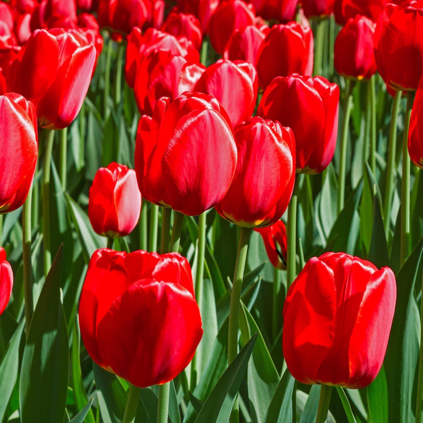  DeGroot Tulip Appledorn Bulb 7 Pk