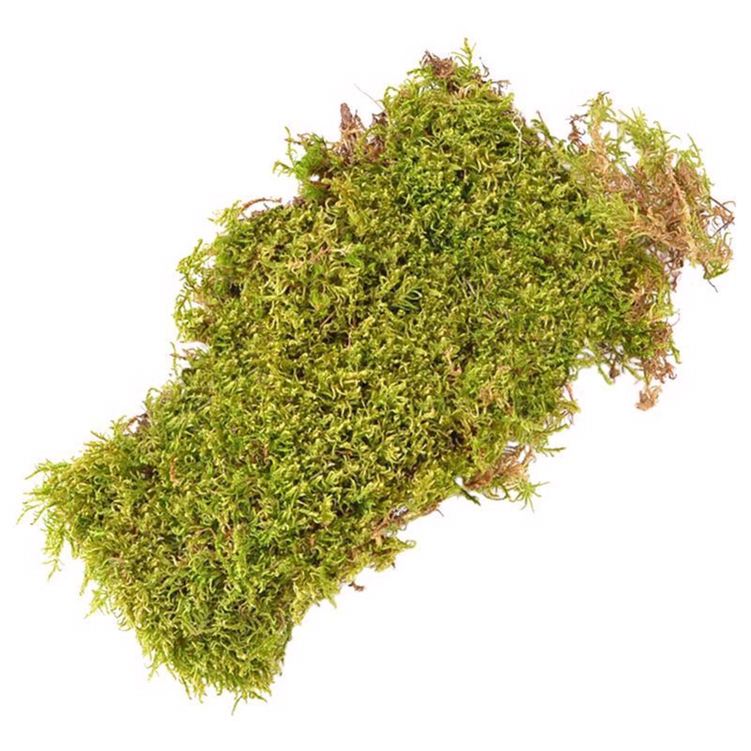  Mosser Lee Organic Green Sheet Moss 325 Sq In