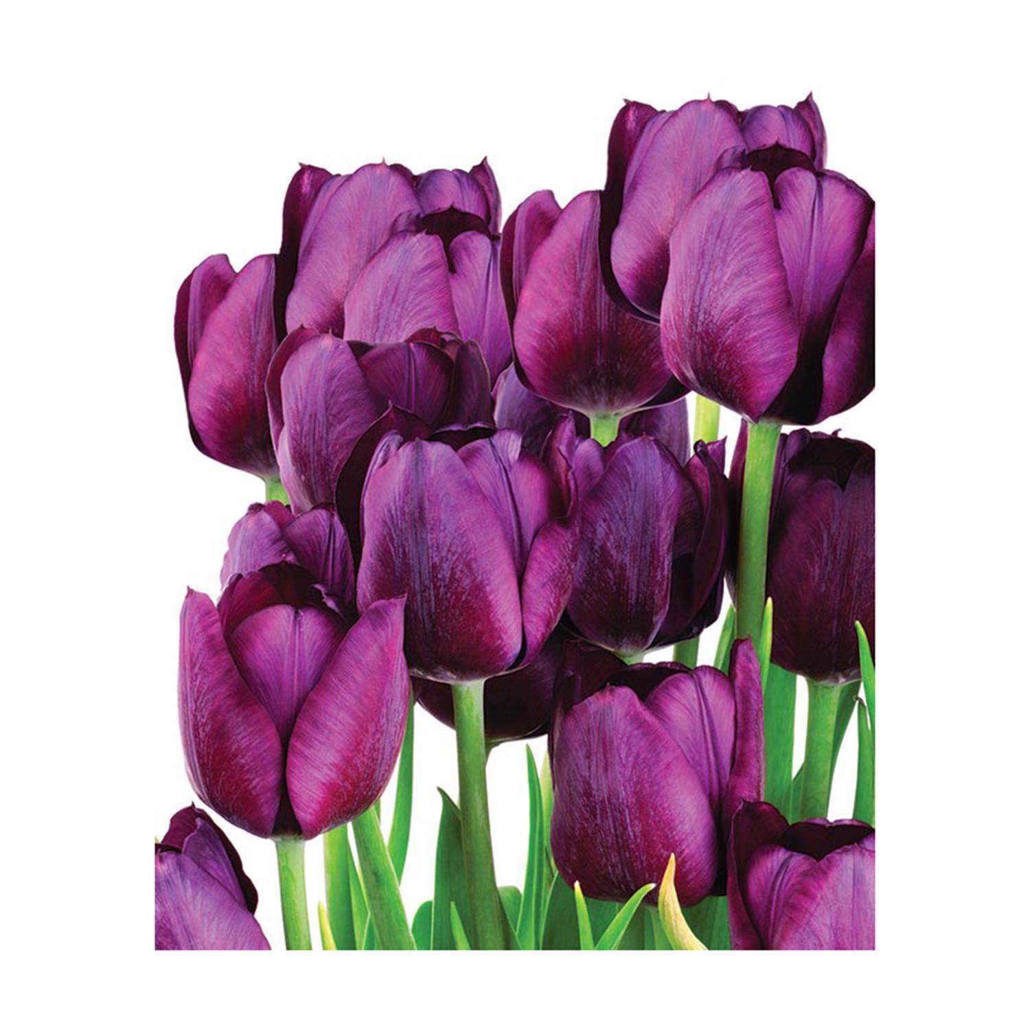  DeGroot Tulip Purple Flag Bulb 7 Pk