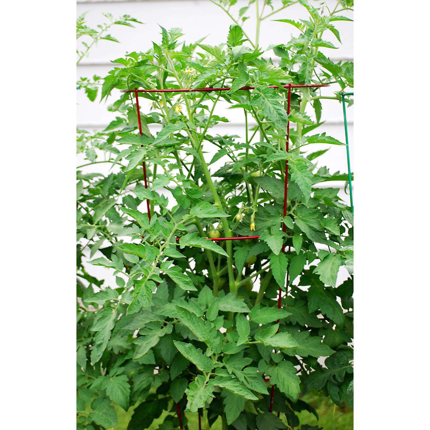  Glamos Wire 54 In. H X 16 In. W X 16 In. D Red Steel Tomato Cage