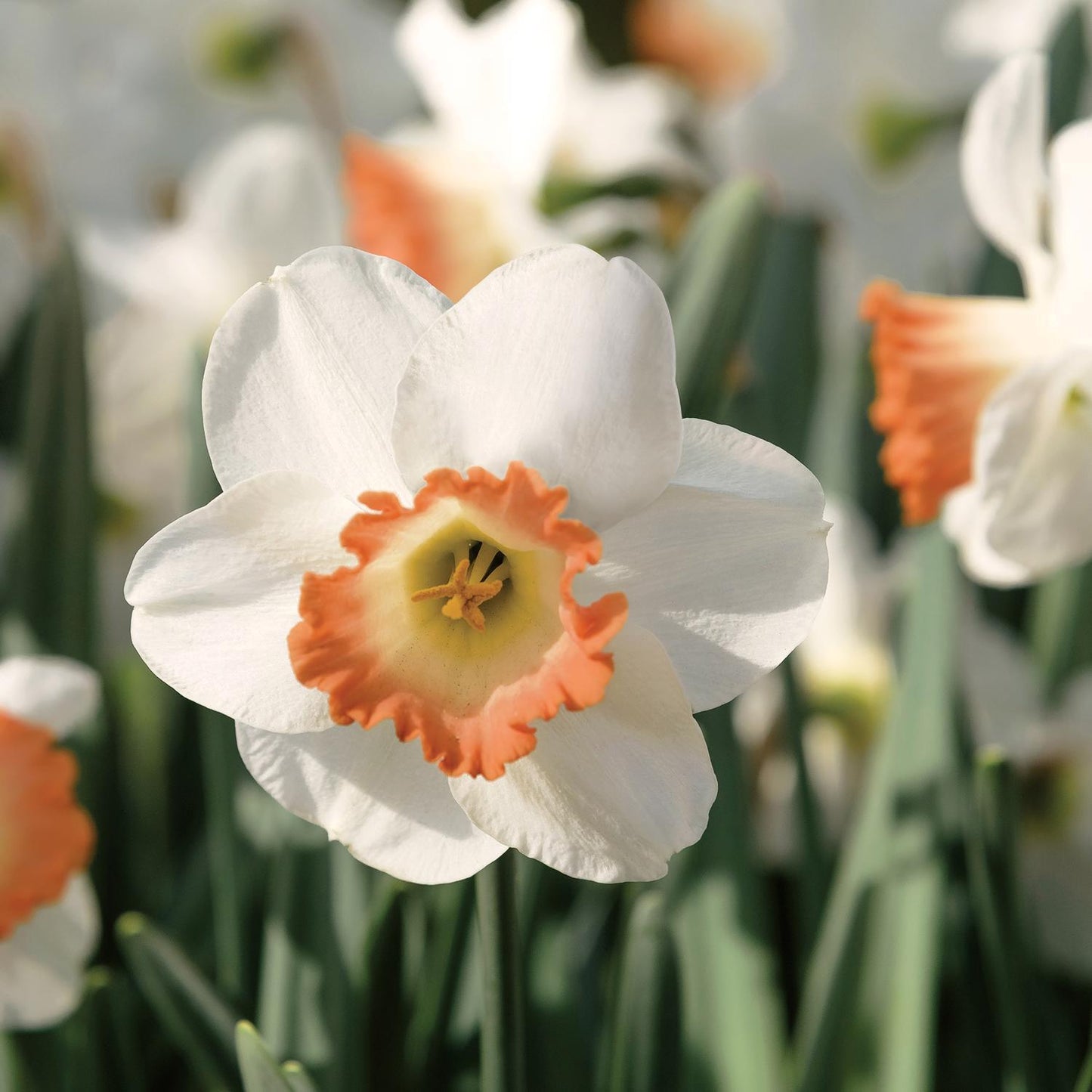  DeGroot Daffodil Salome Bulb 7 Pk