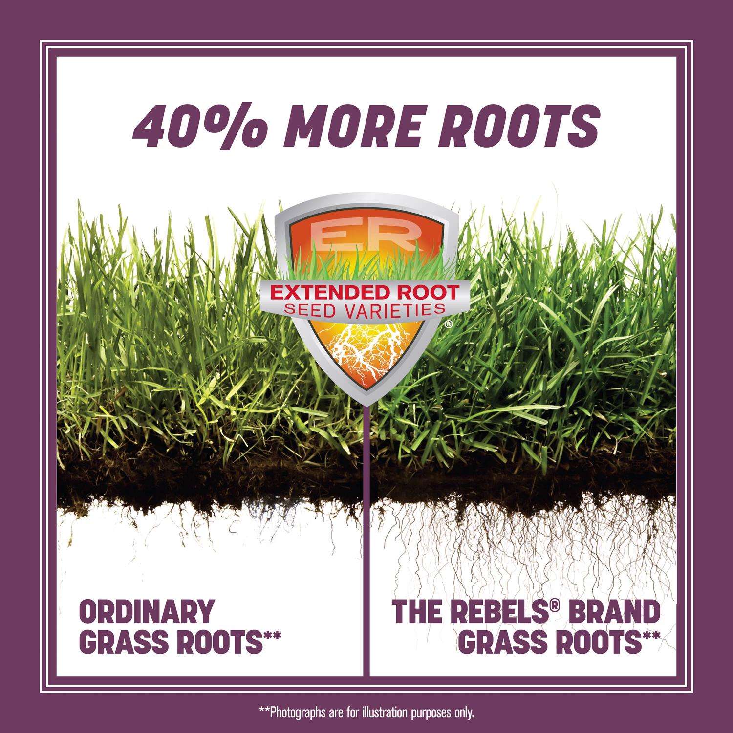  Pennington The Rebels Tall Fescue Grass Dense Shade Grass Seed 3 Lb