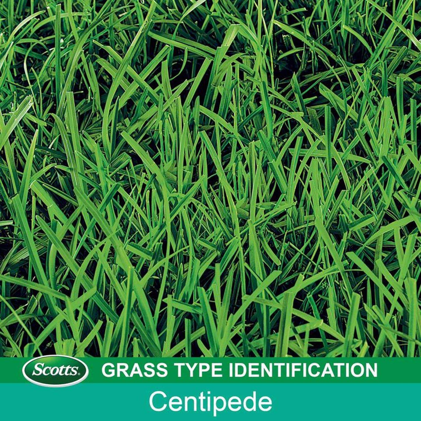  Scotts Turf Builder Centipede Grass Full Sun Grass Seed And Mulch 5 Lb