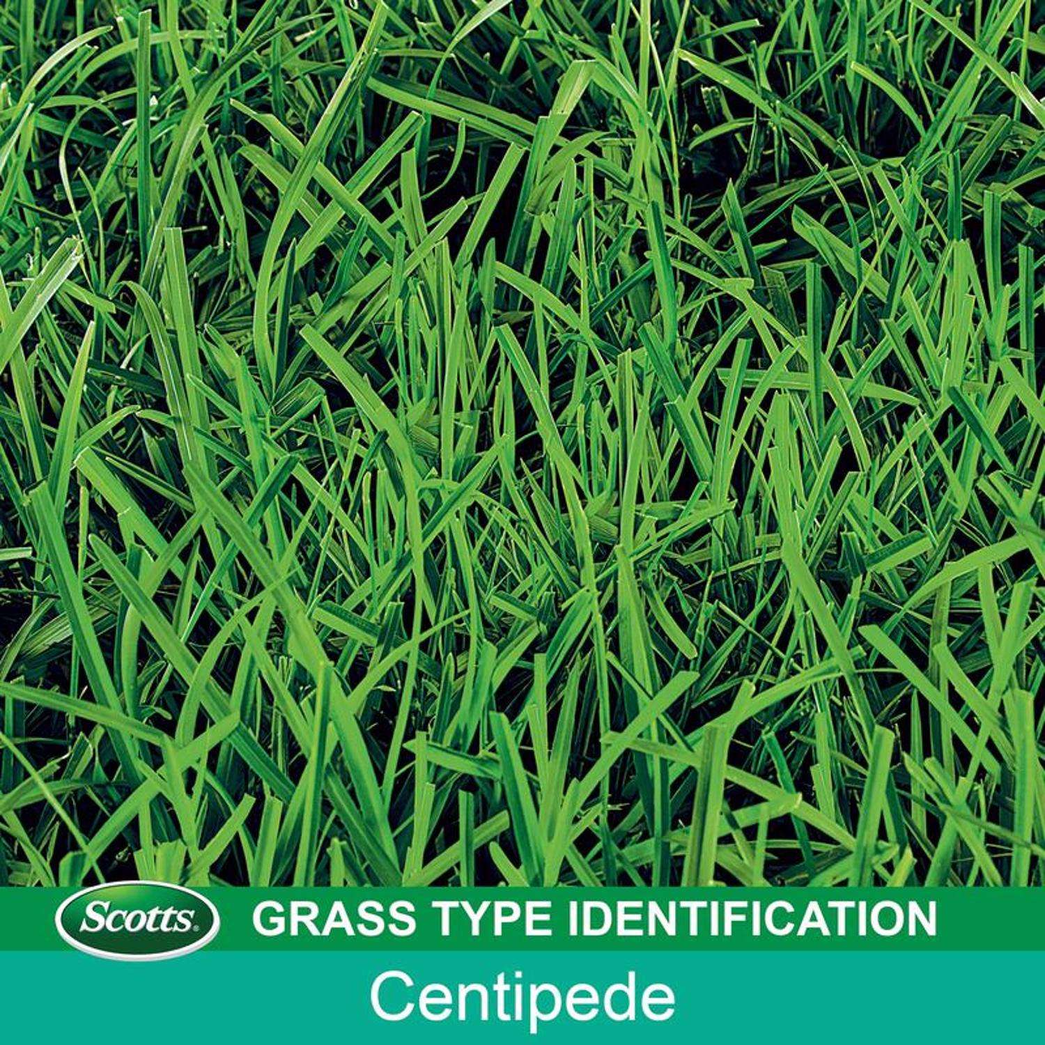  Scotts Turf Builder Centipede Grass Full Sun Grass Seed And Mulch 5 Lb