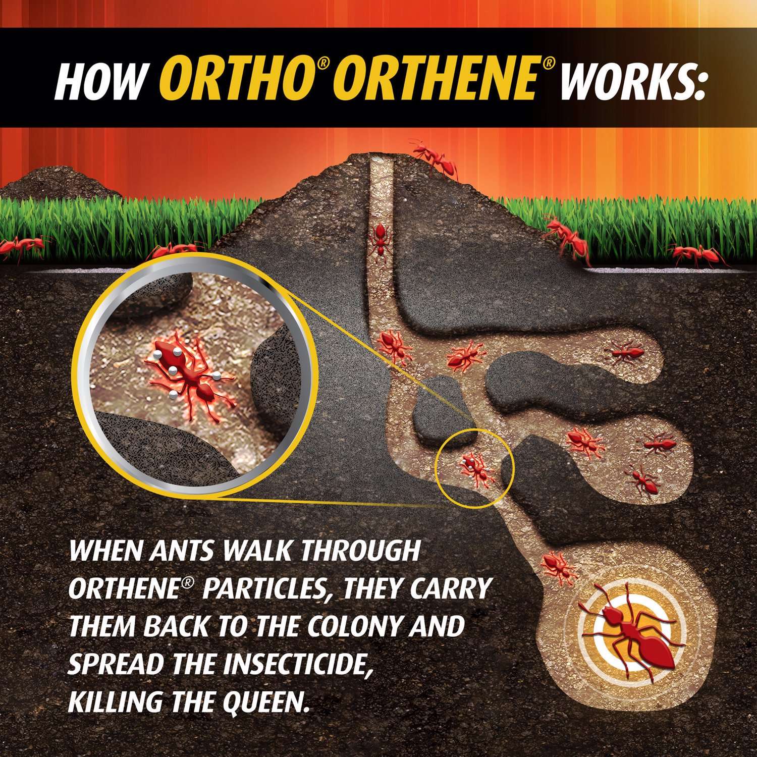  Ortho Orthene Fire Ant Killer Powder 12 Oz