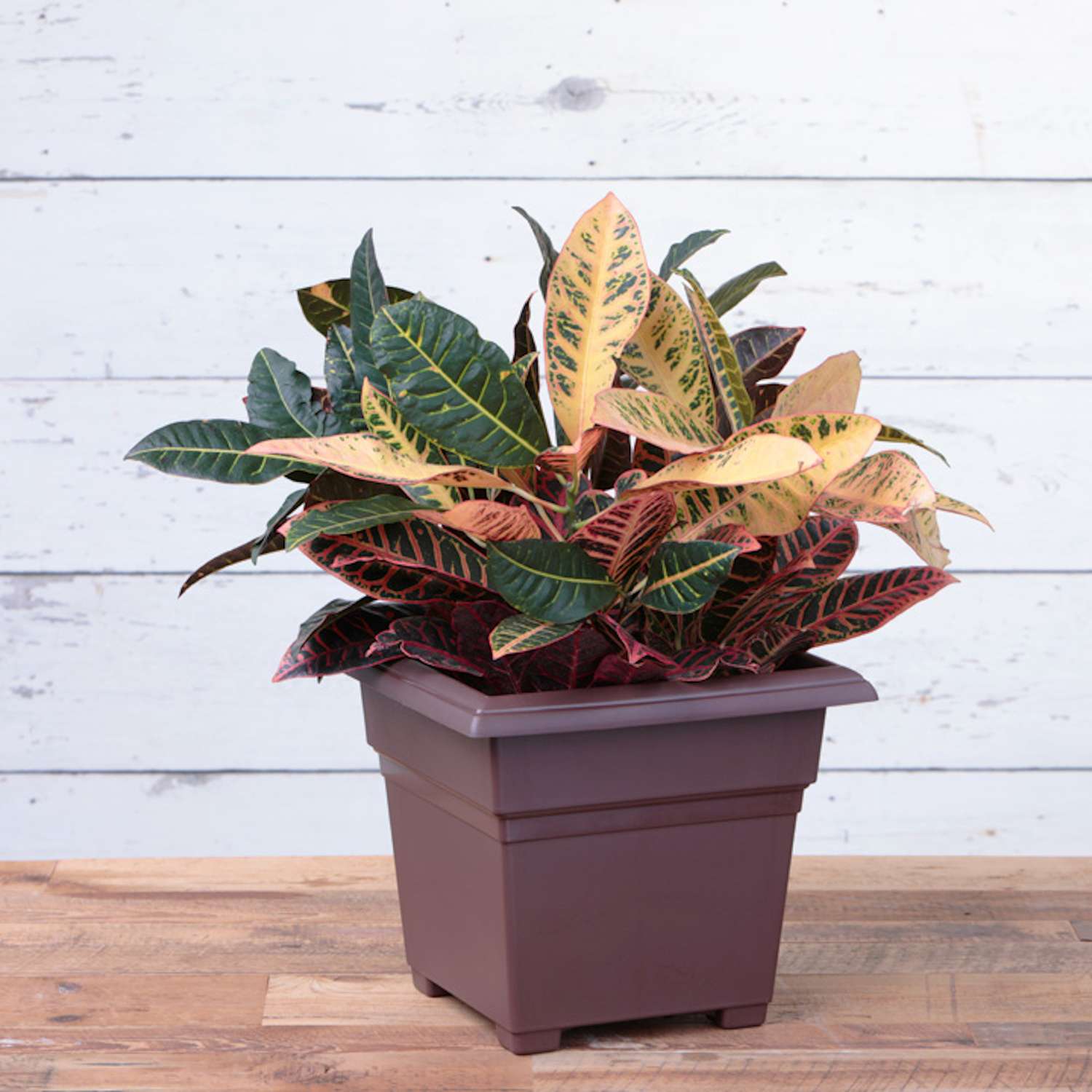  Novelty 13 In. H X 14 In. W X 14 In. D Plastic Countryside Tub Patio Planter Brown