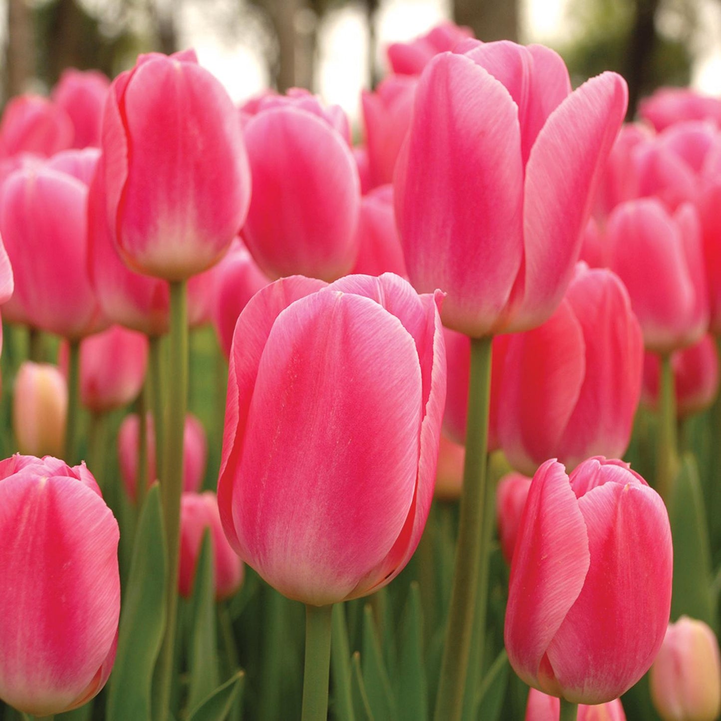  DeGroot Tulip Early Glory Bulb 7 Pk