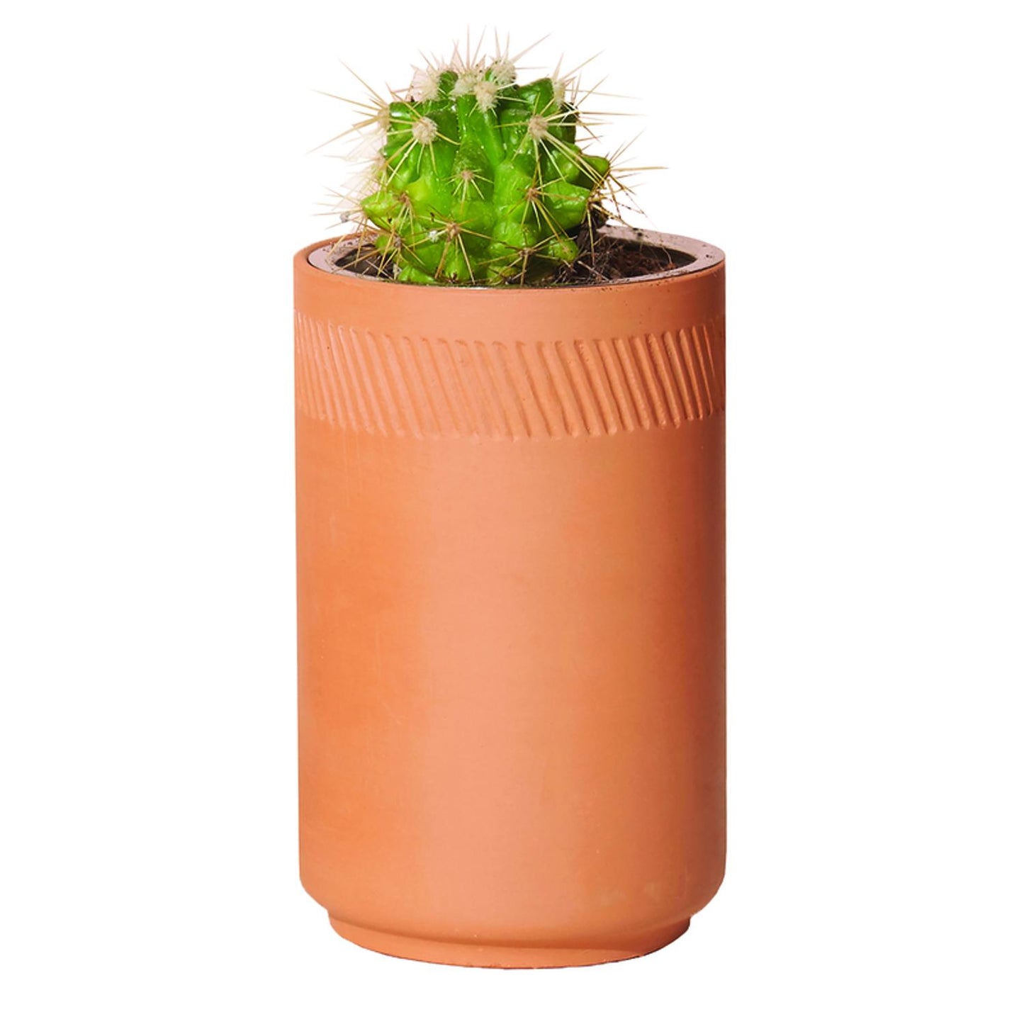  Modern Sprout Prickly Pear Cactus Grow Kit 1 Pk