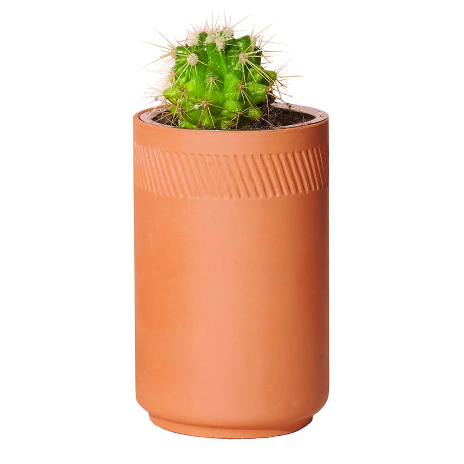  Modern Sprout Prickly Pear Cactus Grow Kit 1 Pk
