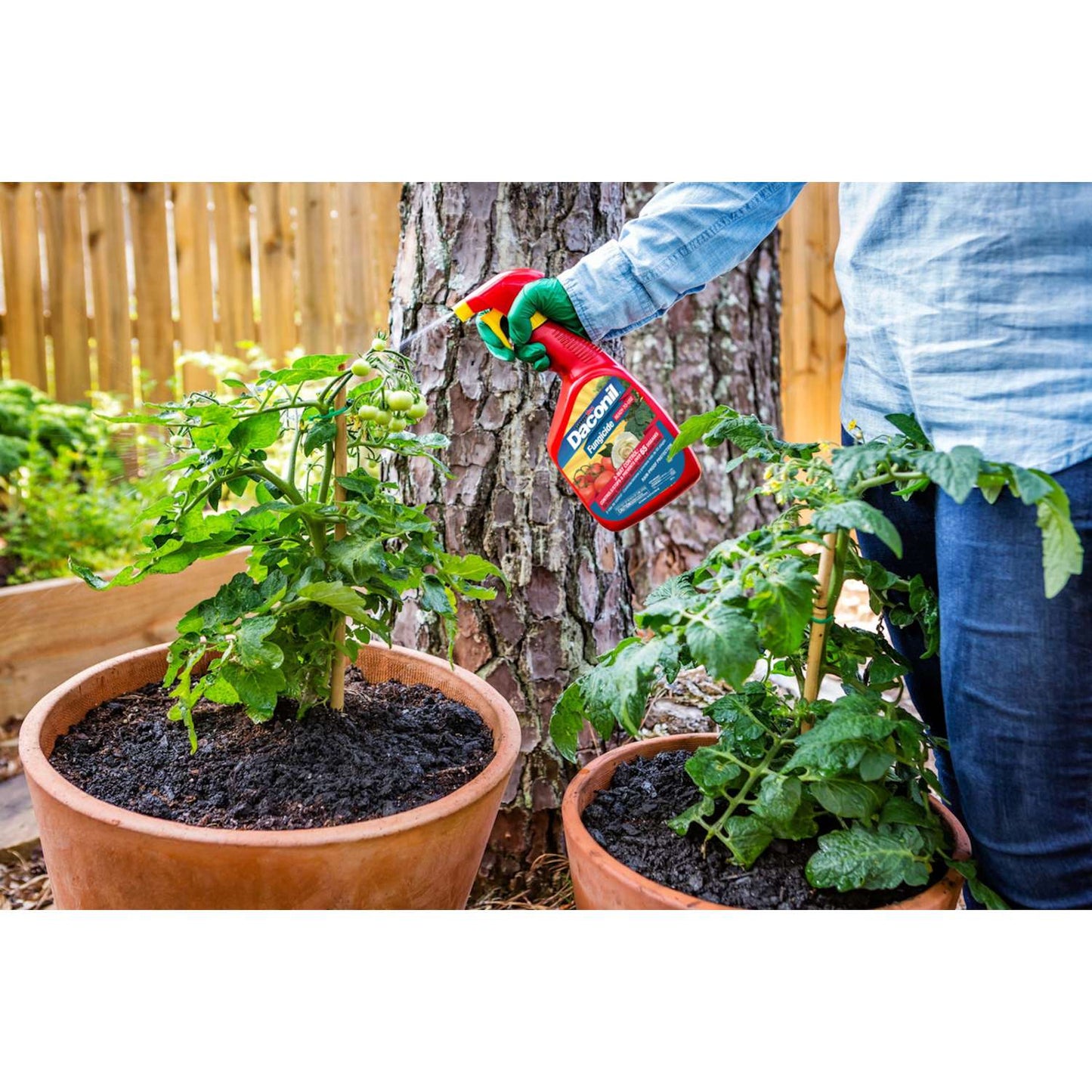  GardenTech Daconil Liquid Fungicide 32 Oz