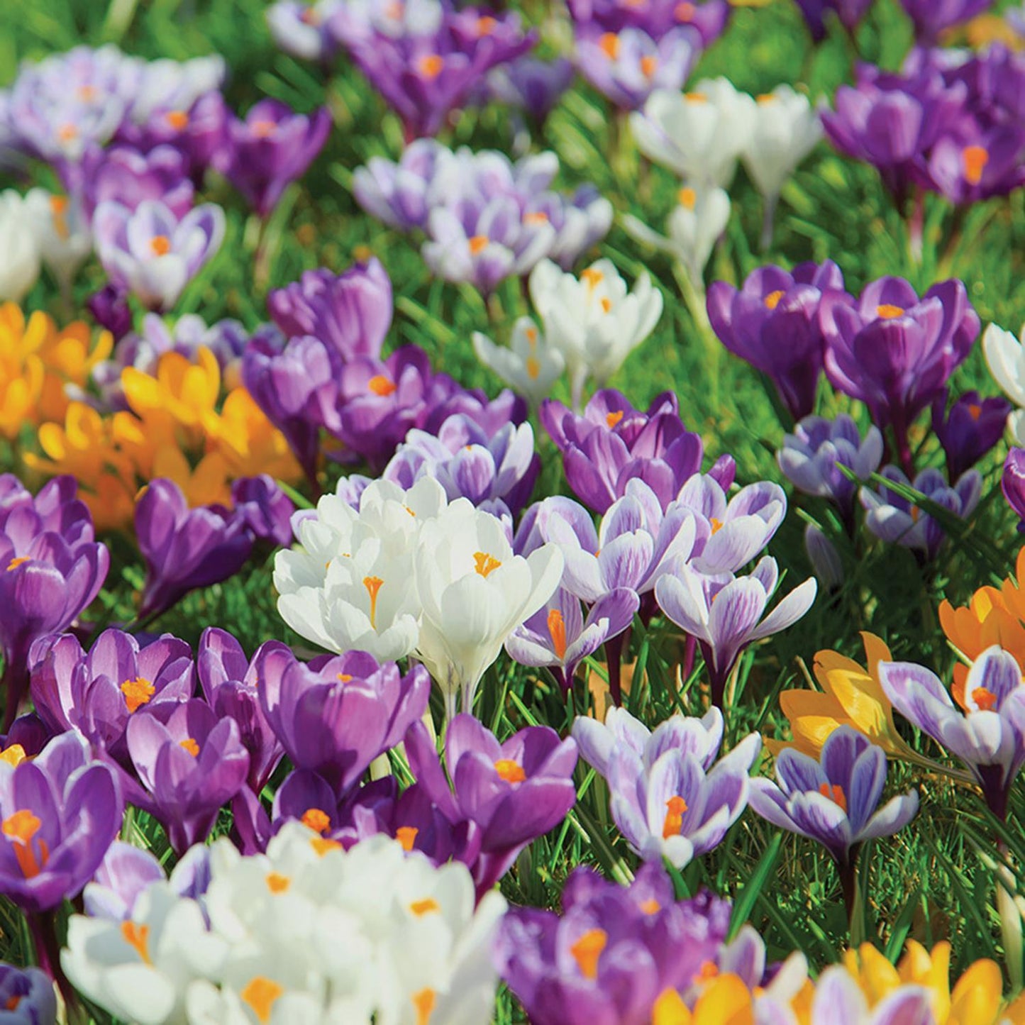  DeGroot Mixed Bulb 12 Pk
