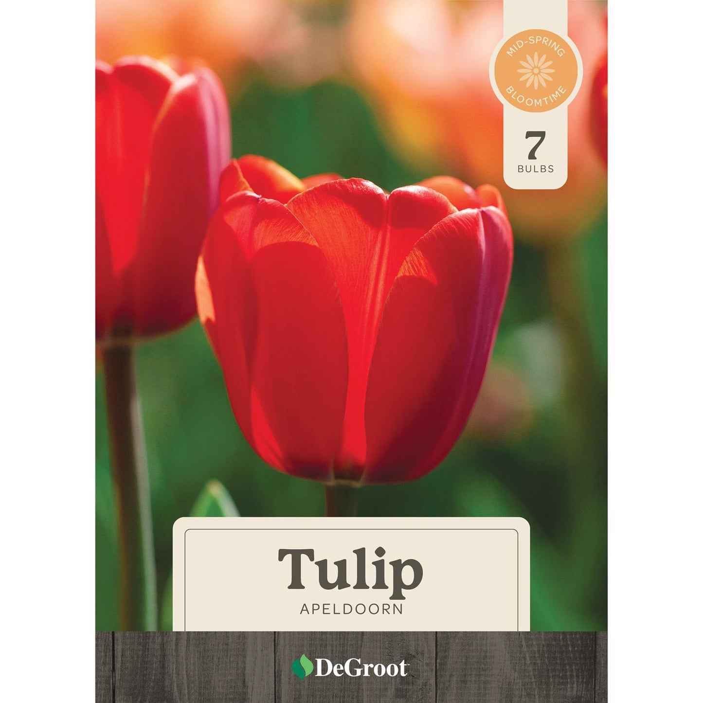  DeGroot Tulip Appledorn Bulb 7 Pk