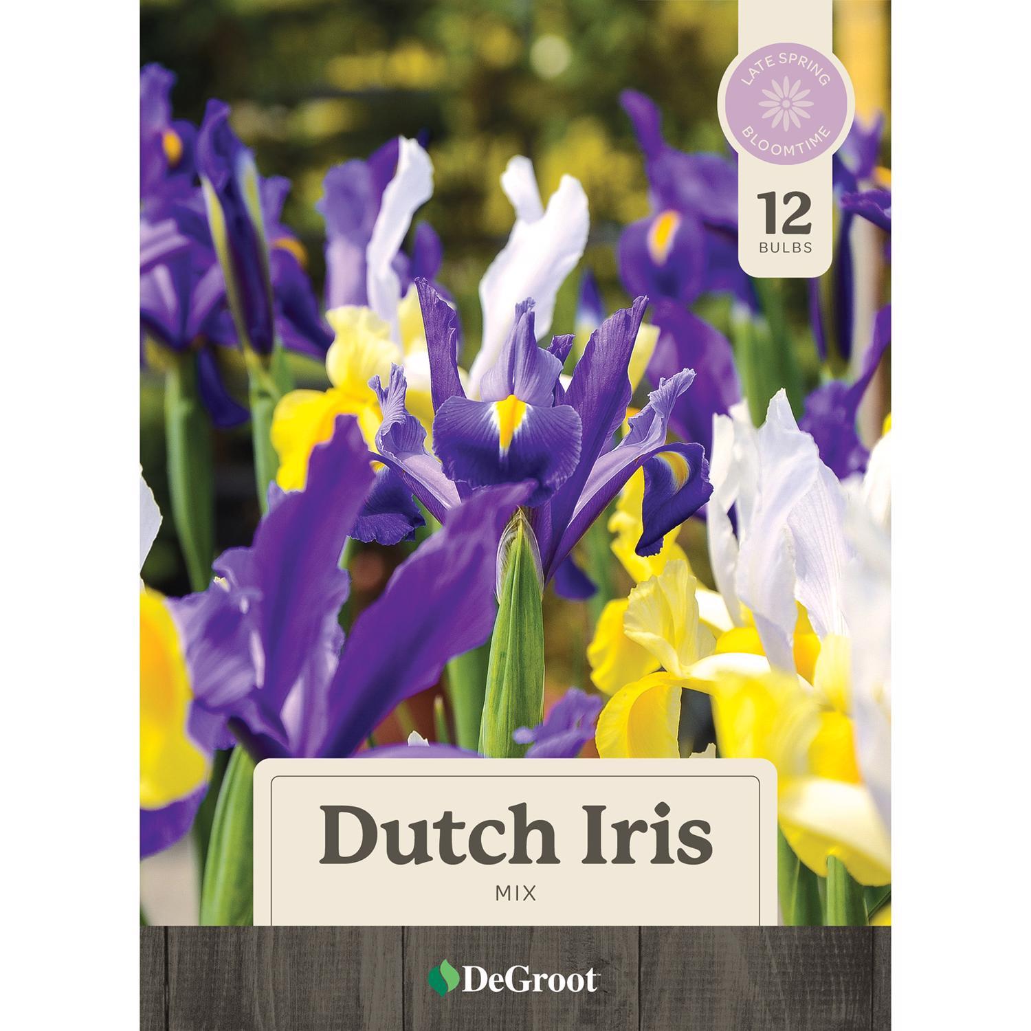  DeGroot Dutch Iris Mix Bulb 12 Pk