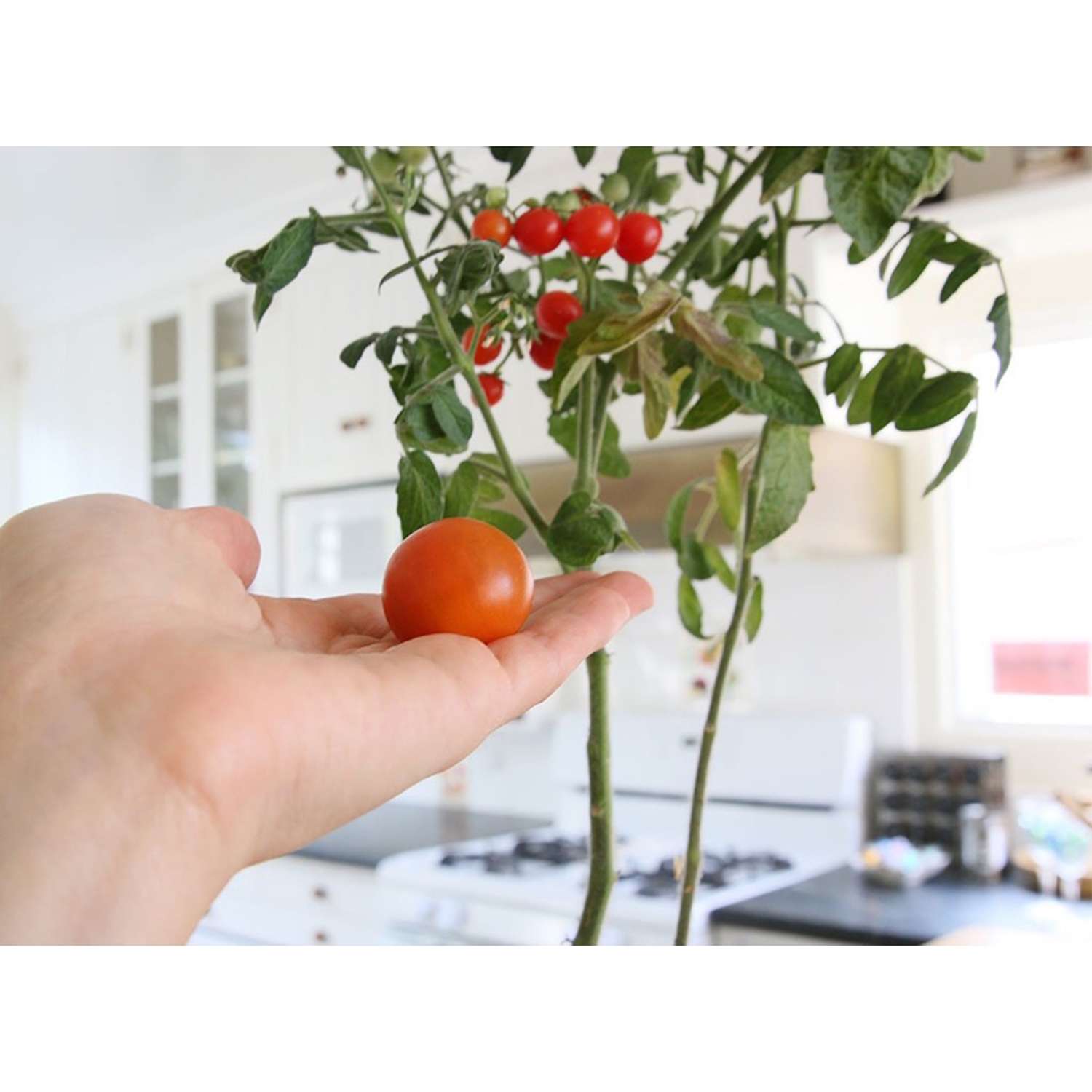  Back To The Roots Cherry Tomato Grow Kit 1 Pk