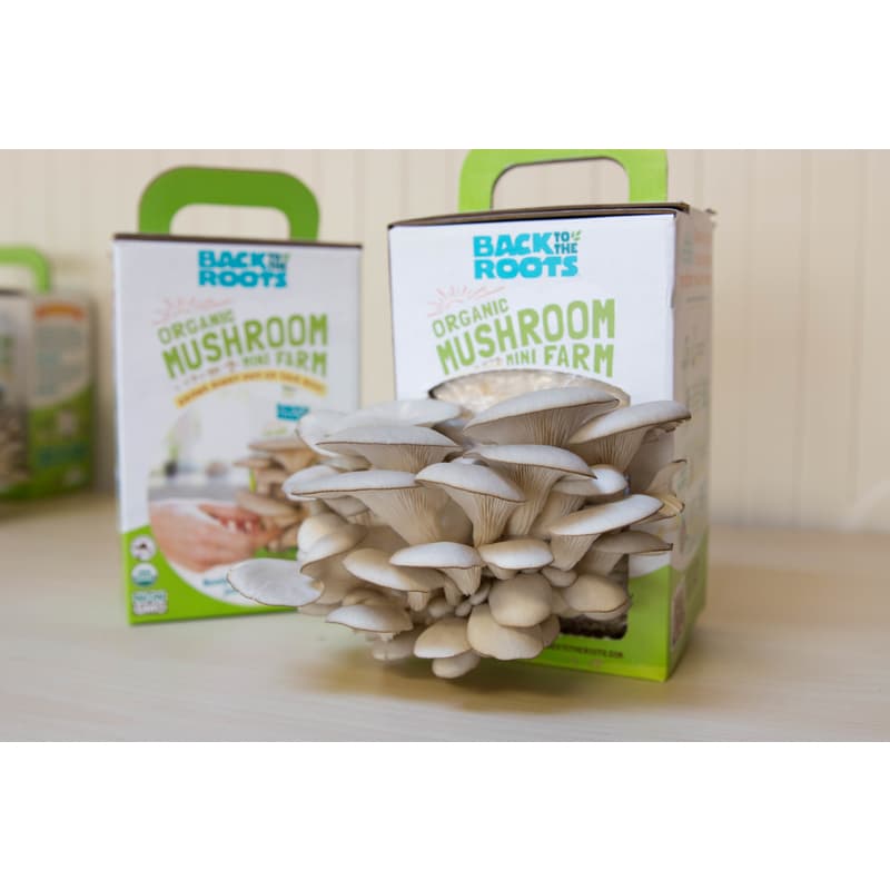  Back To The Roots Mushroom Mini Farm 1 Pk