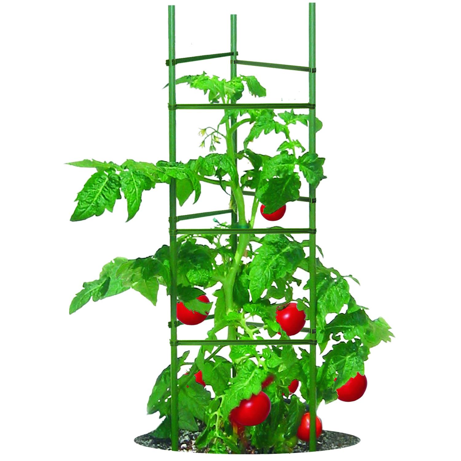  Gardener's Blue Ribbon 60 In. H X 12 In. W Green Steel Tomato Cage