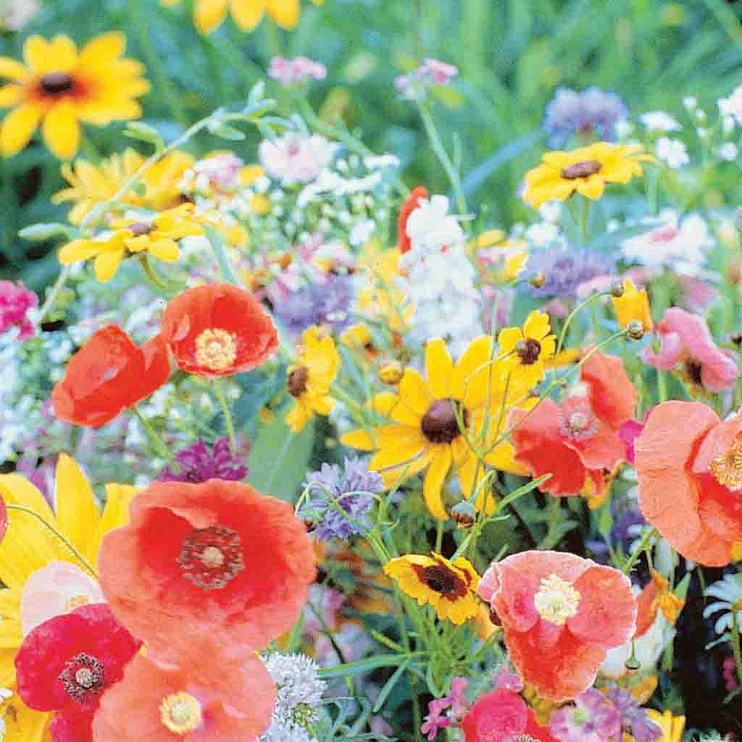  Ferry-Morse Pollinator Wildflower Mix Seeds 1 Pk