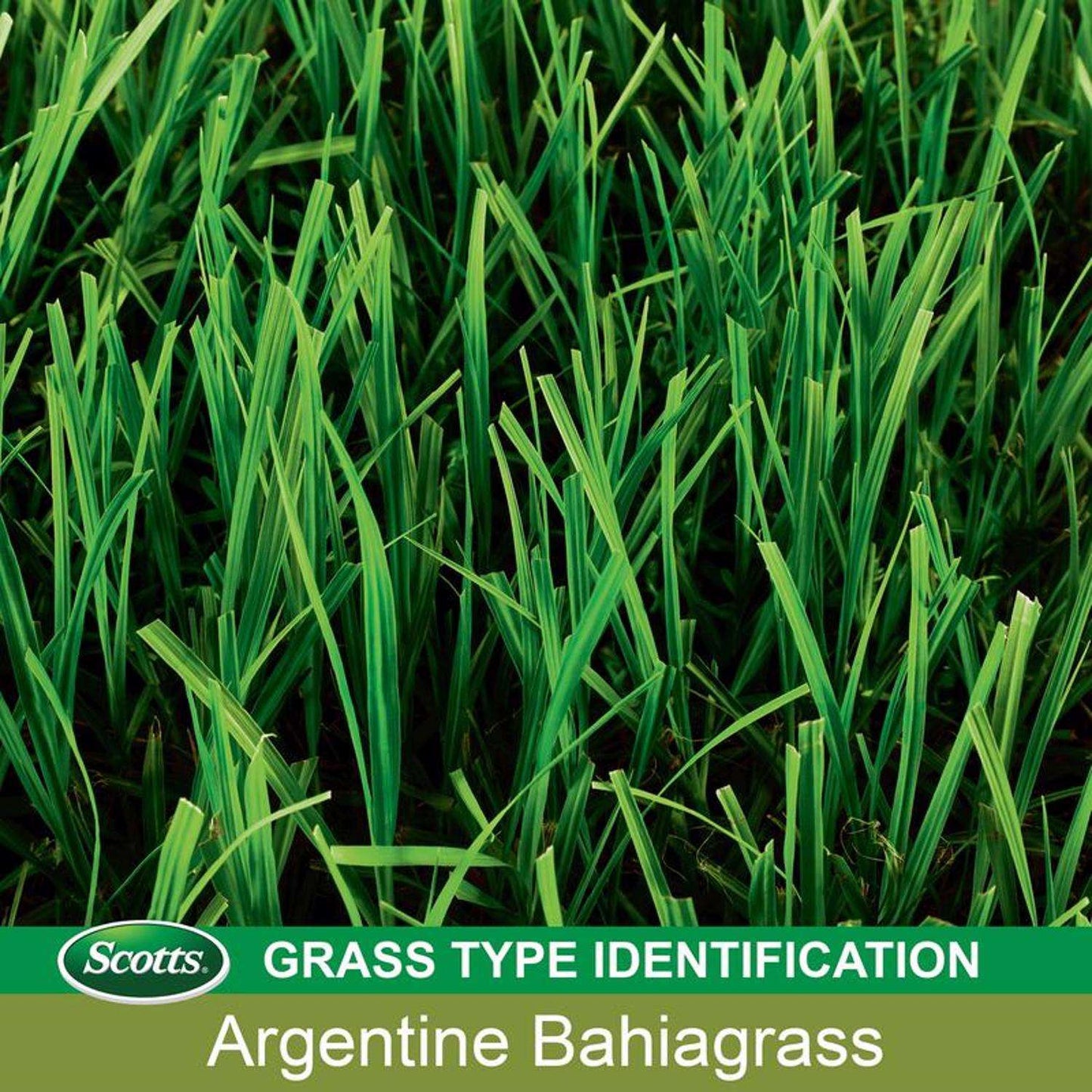  Scotts Turf Builder Argentine Bahiagrass Sun Or Shade Grass Seed 5 Lb