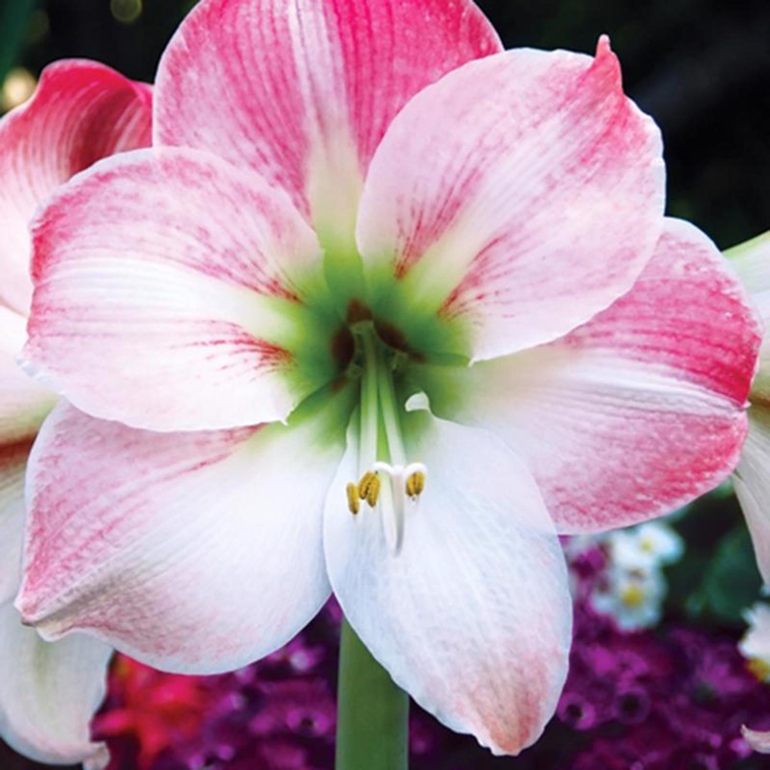  DeGroot Amaryllis Gift Box Bulb Kit 1 Pk (ASSORTED COLORS)