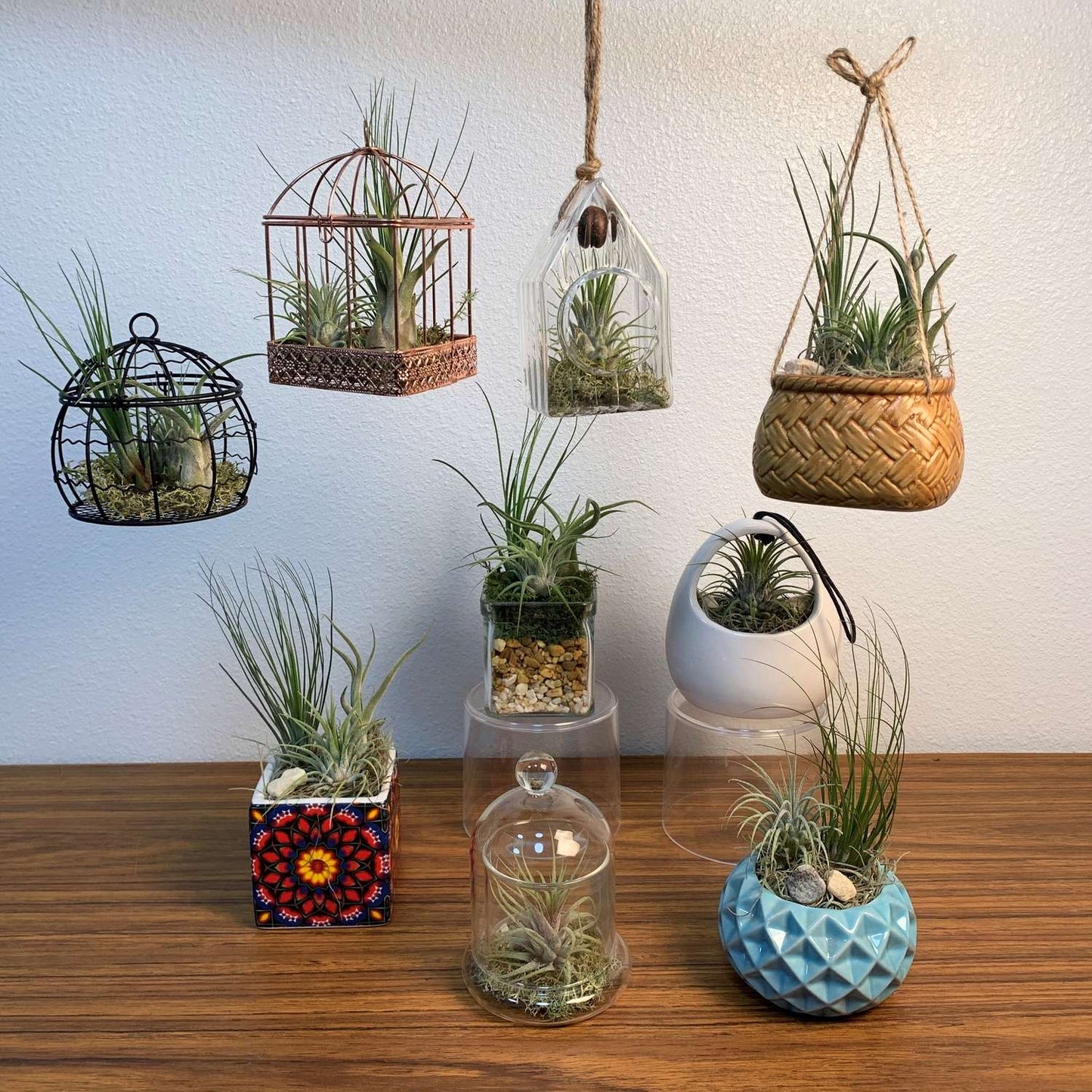 Eve's Garden Air Plant Gift Box Planter 1 Pk