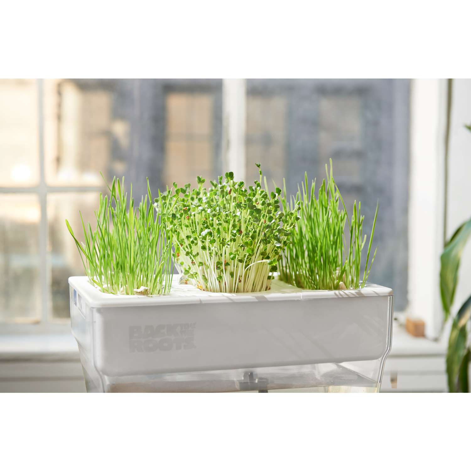  Back To The Roots Water Garden Assorted Flower And Herb Grow Kit 1 Pk