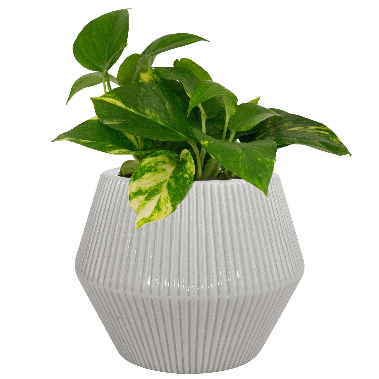  Trendspot Rena 6.5 In. H X 8 In. W X 8 In. D X 8 In. D Ceramic Planter Gray