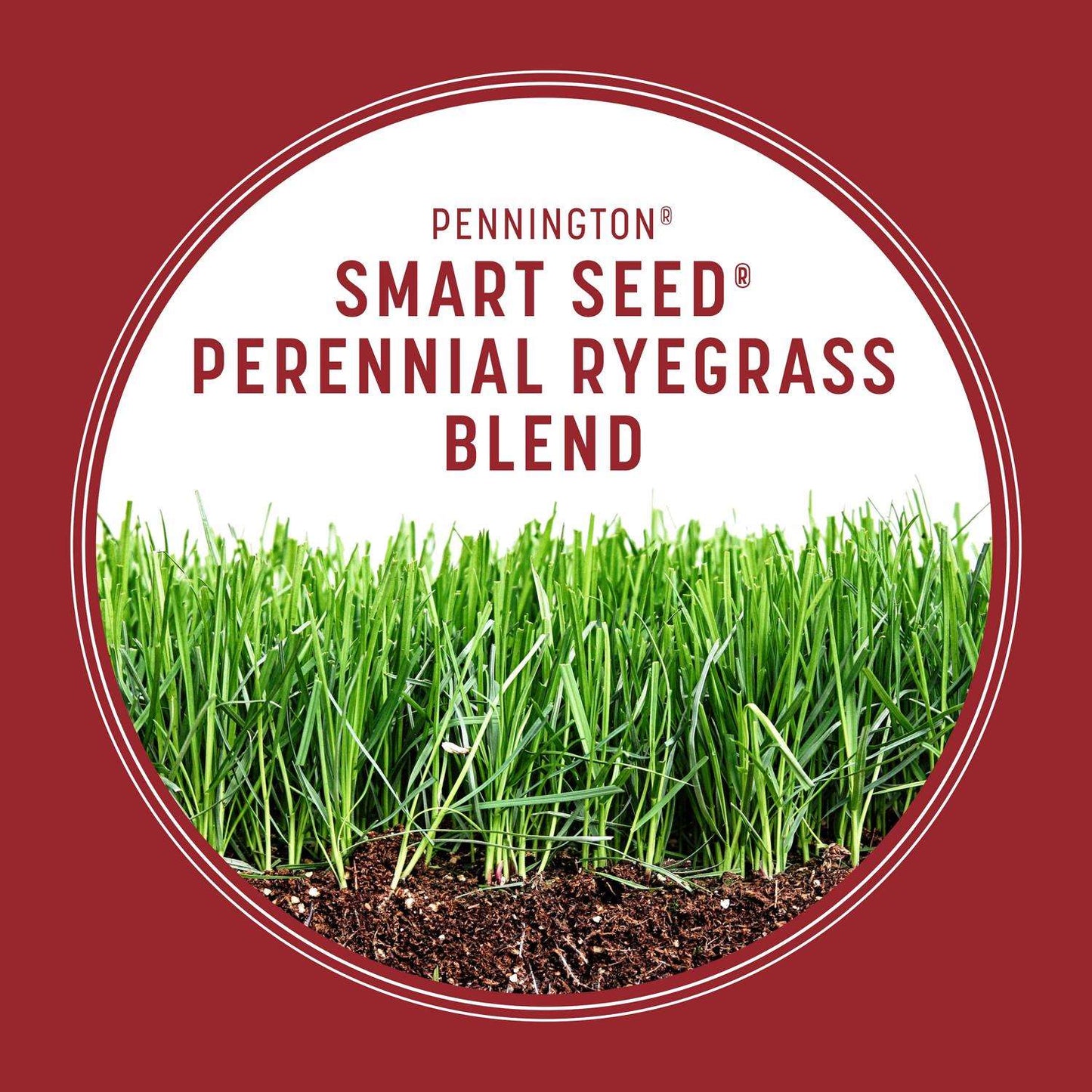  Pennington Smart Seed Perennial Ryegrass Sun Or Shade Grass Seed And Fertilizer 3 Lb