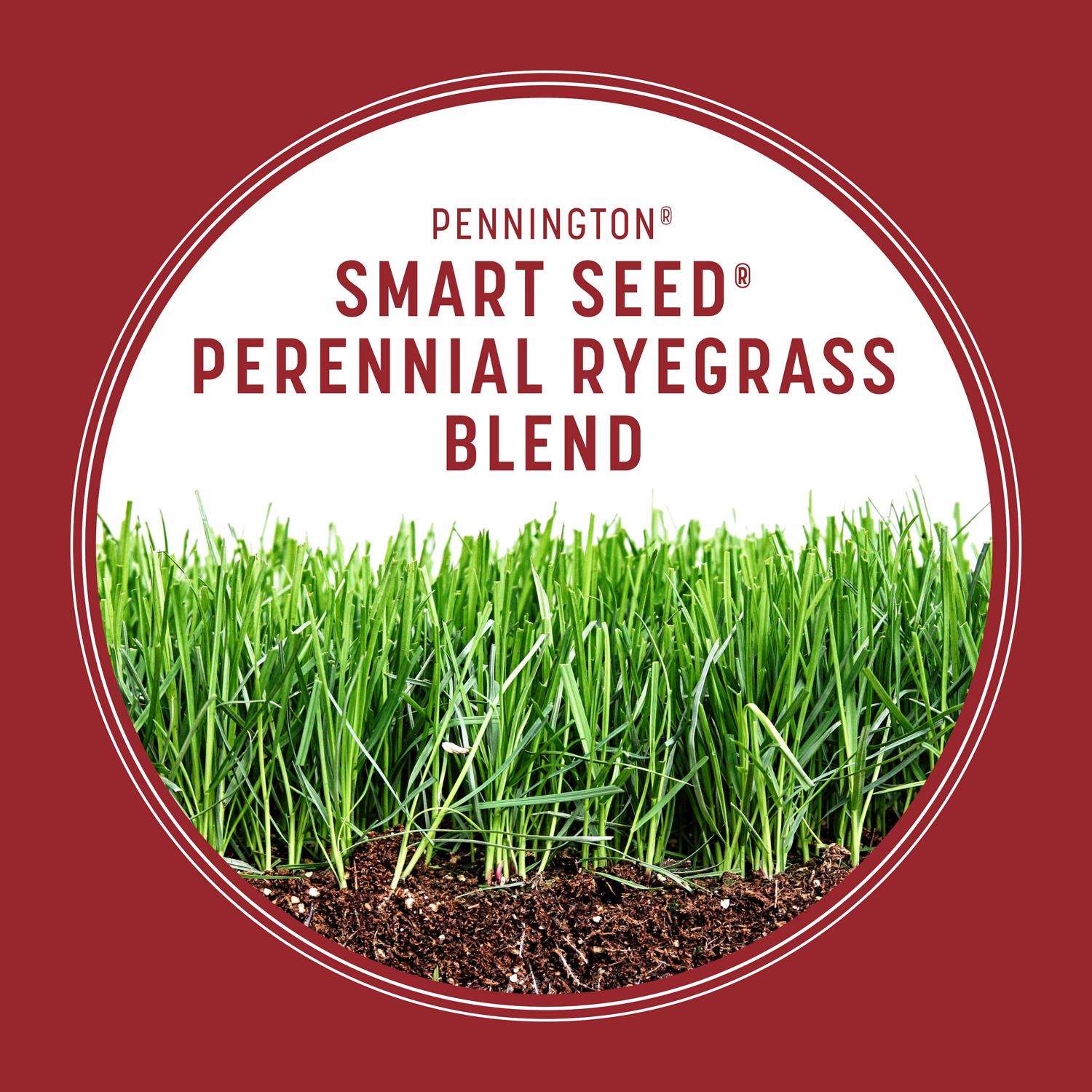  Pennington Smart Seed Perennial Ryegrass Sun Or Shade Grass Seed And Fertilizer 3 Lb