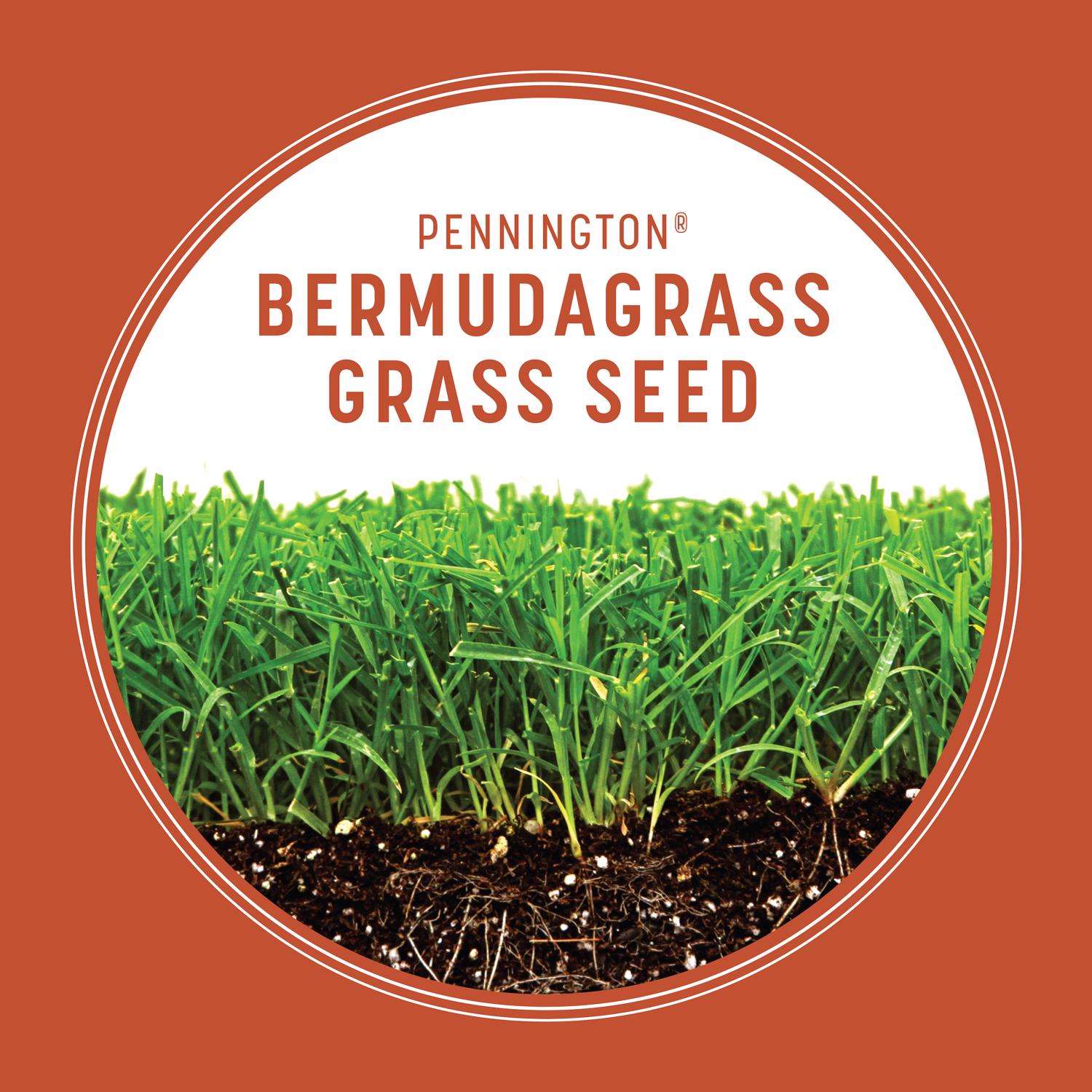  Pennington Bermuda Grass Full Sun Grass Seed 15 Lb