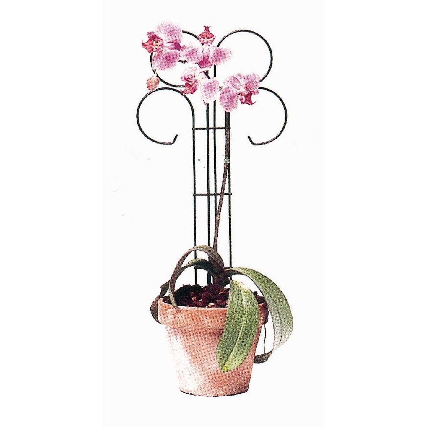  Bosmere 24 In. H X 10 In. W Black Wire Plant Support
