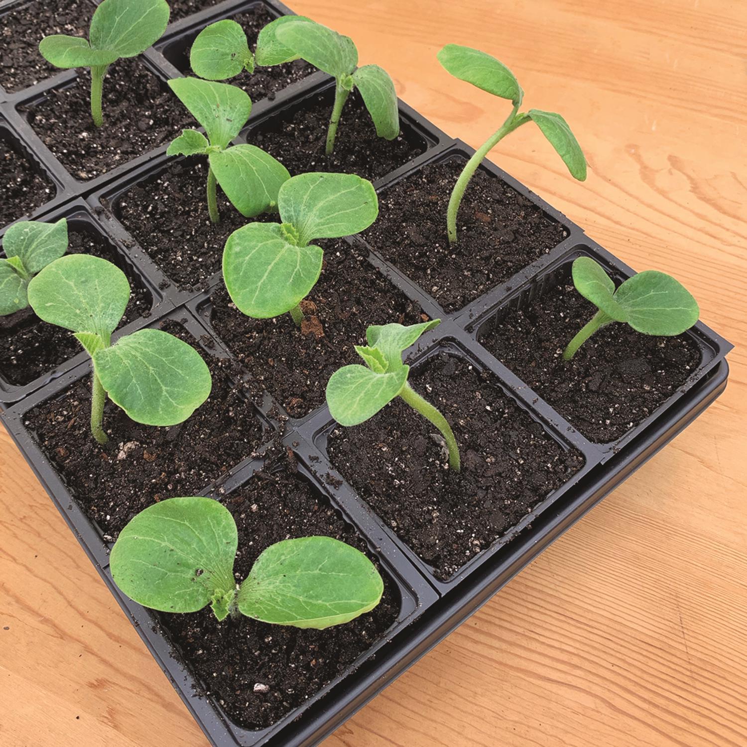  Ferry-Morse 18 Cells 11 In. W X 22 In. L Seed Starting Kit 1 Pk