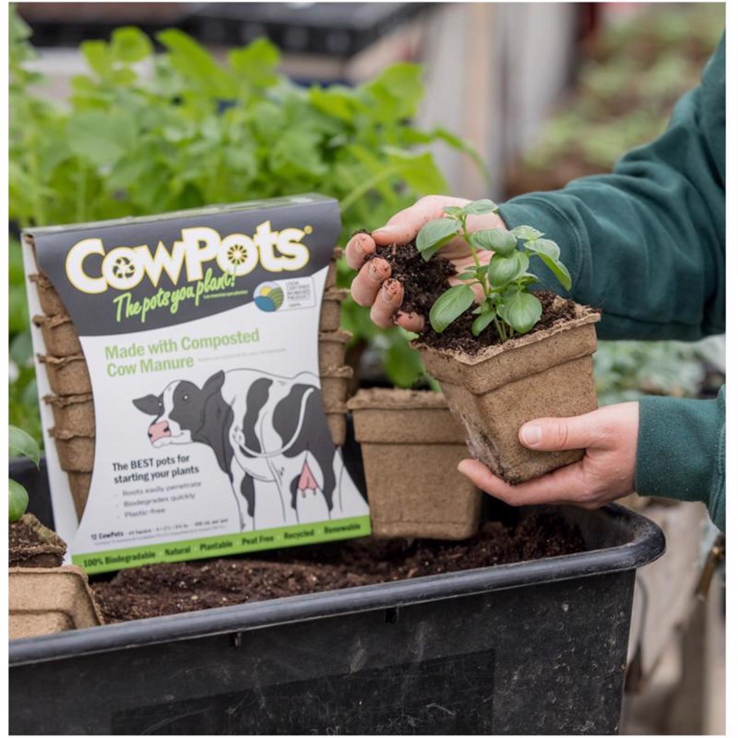  CowPots 1 Cells 4.38 In. H X 4.5 In. W X 2.88 In. L Seed Starting Pot 12 Pk