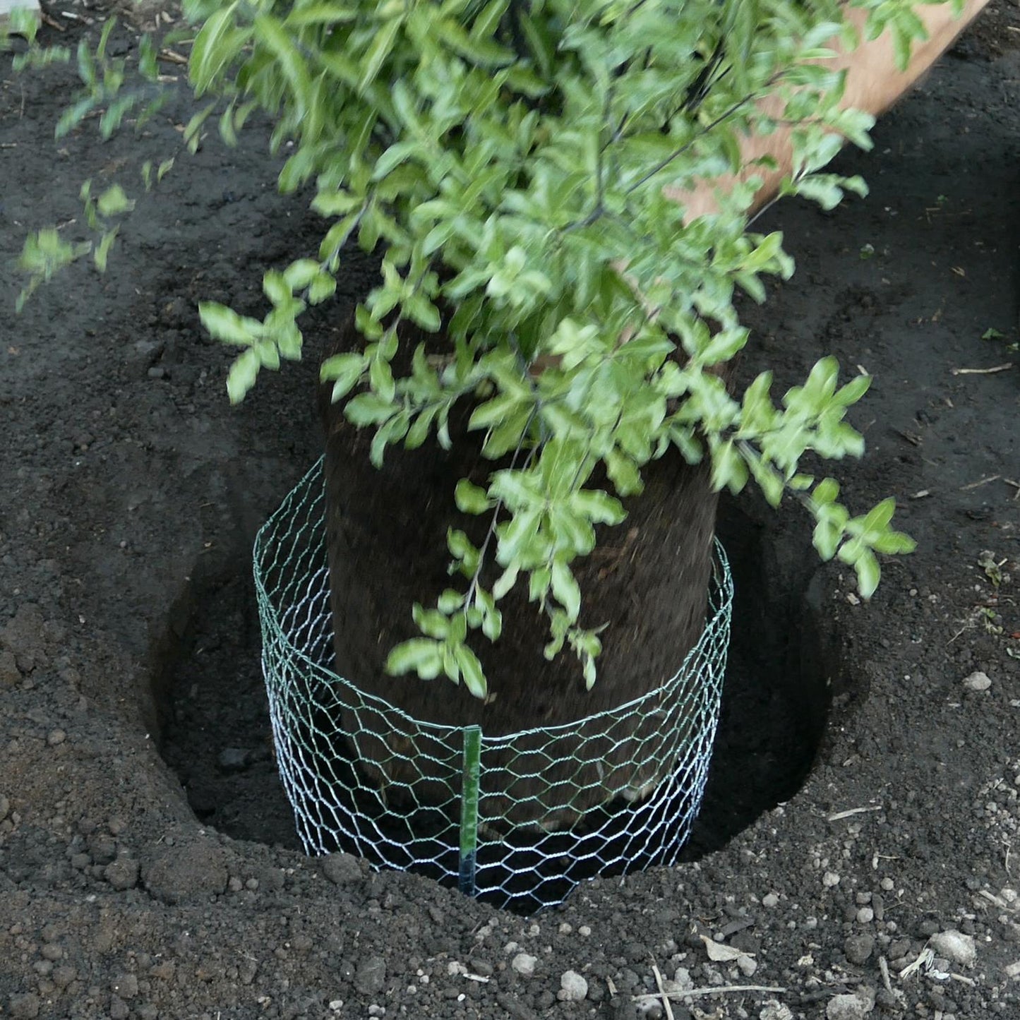  Digger's Root Guard 27.75 In. H X 25 In. W X 0.2 In. D Silver Coated Wire Gopher Wire Basket