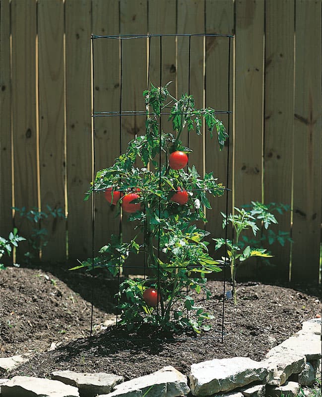  Panacea 44 In. H X 11.5 In. W Silver Steel Tomato Cage