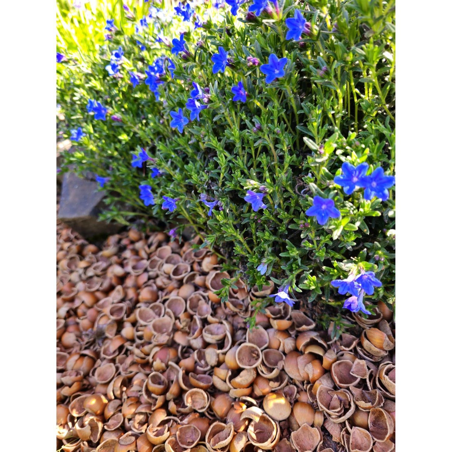 Hazel Shell Mulch Natural Mulch 1.5 Cu Ft